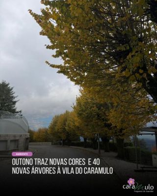 Outono traz novas cores e 40 novas &aacute;rvores &agrave; Vila do Caramulo